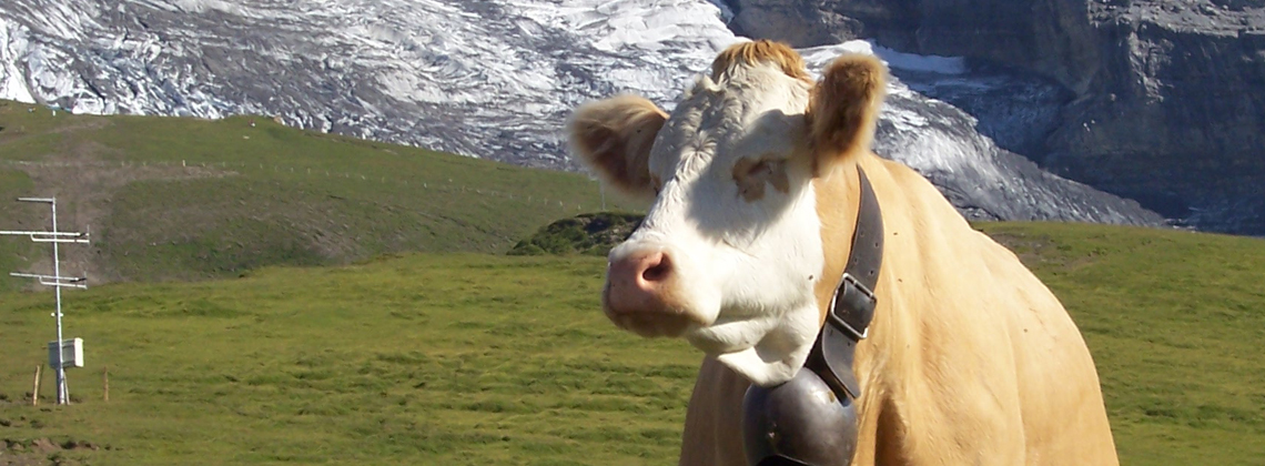 Veganes Leder 